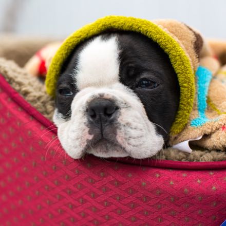 dog bed blanket