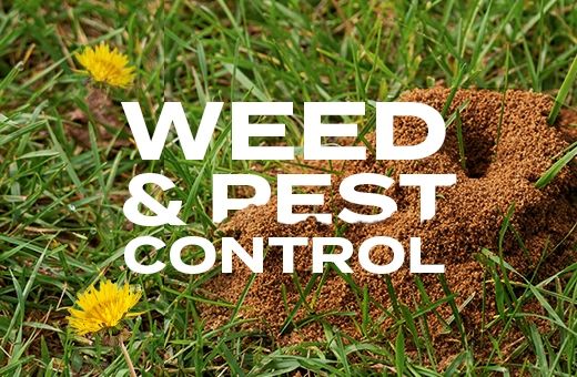 weed pest control