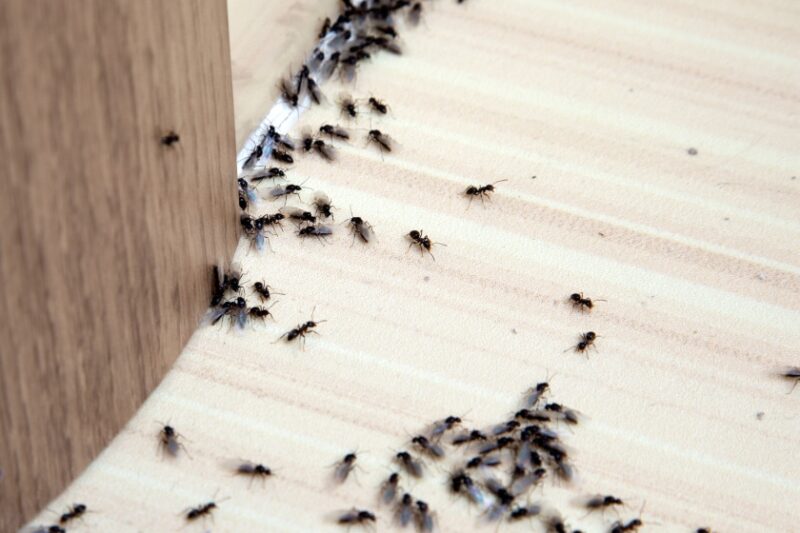 How to Get Rid of Ants: Inside and Out