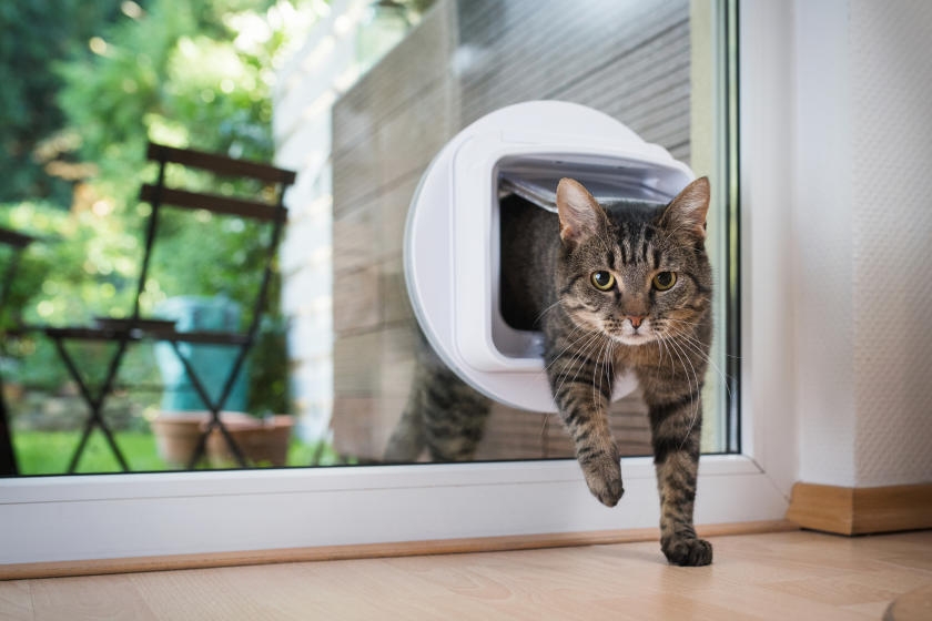 Airtight cat flap best sale