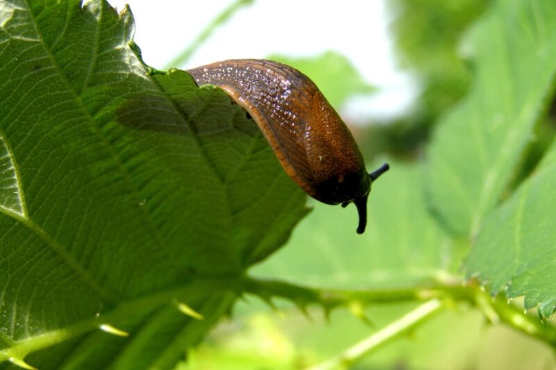 How to Get Rid of Garden Slugs