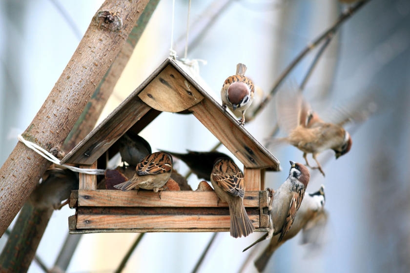 Winter Tips For Feeding Backyard Birds