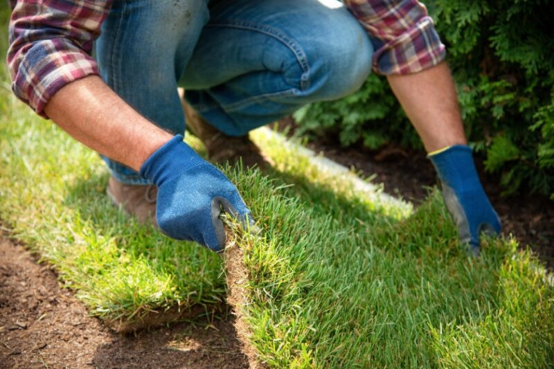 How to Start a New Lawn